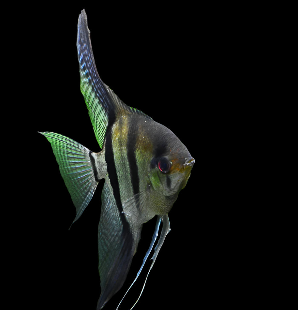 Amazon Scalare Angelfish 3-3.5cm - Tropical Supplies North East