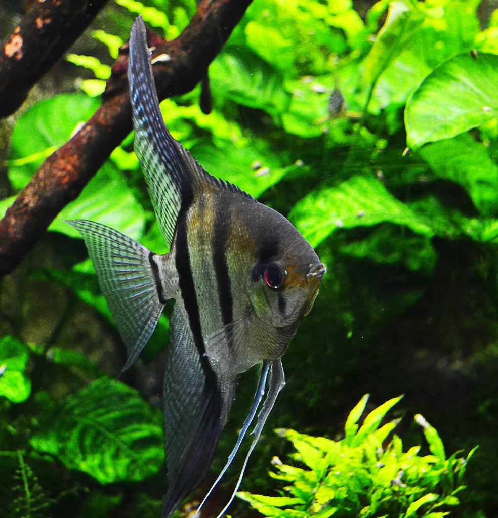 Amazon Scalare Angelfish 3-3.5cm - Tropical Supplies North East