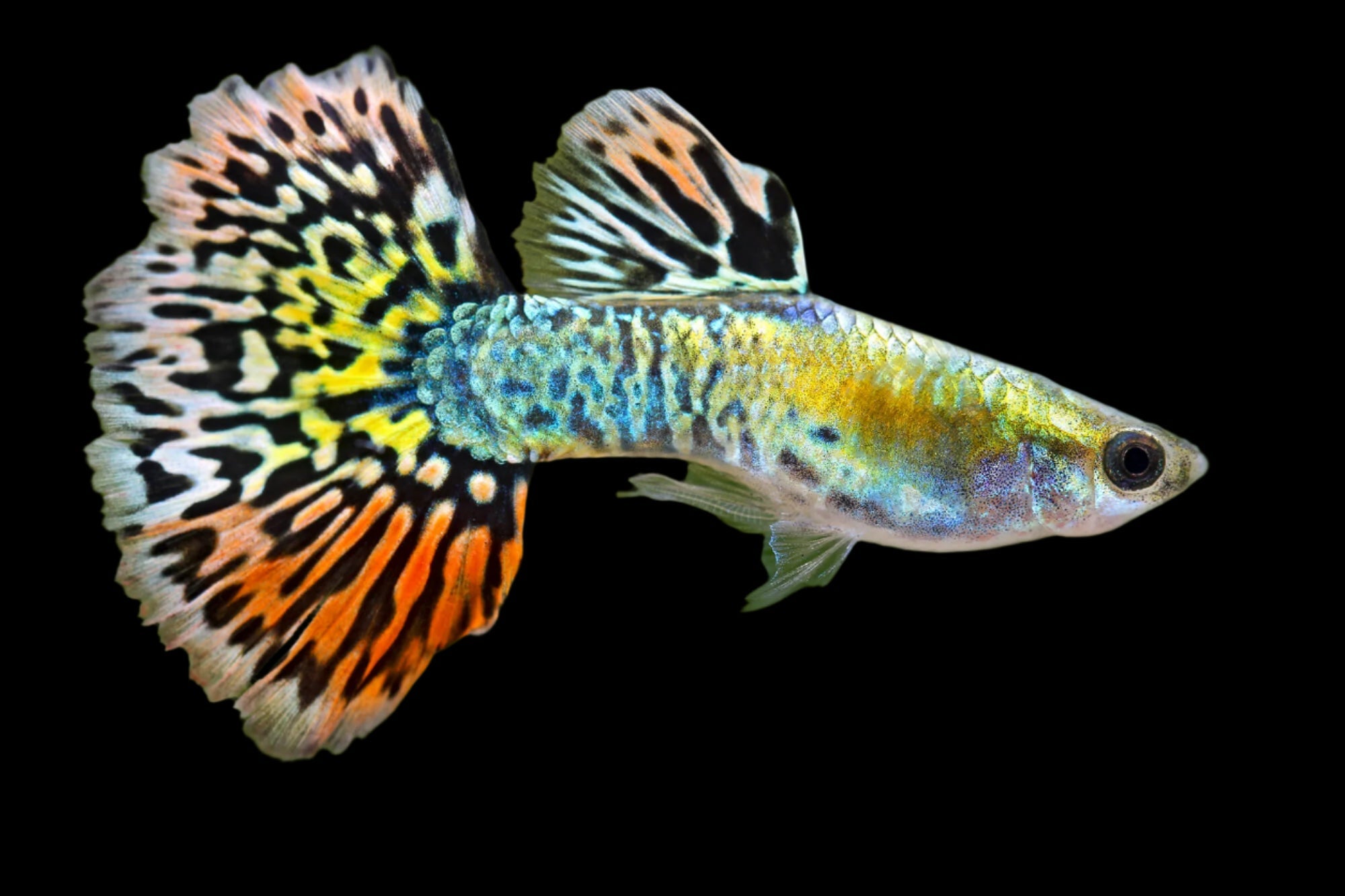 Luminous Cobra Male Guppy 3cm