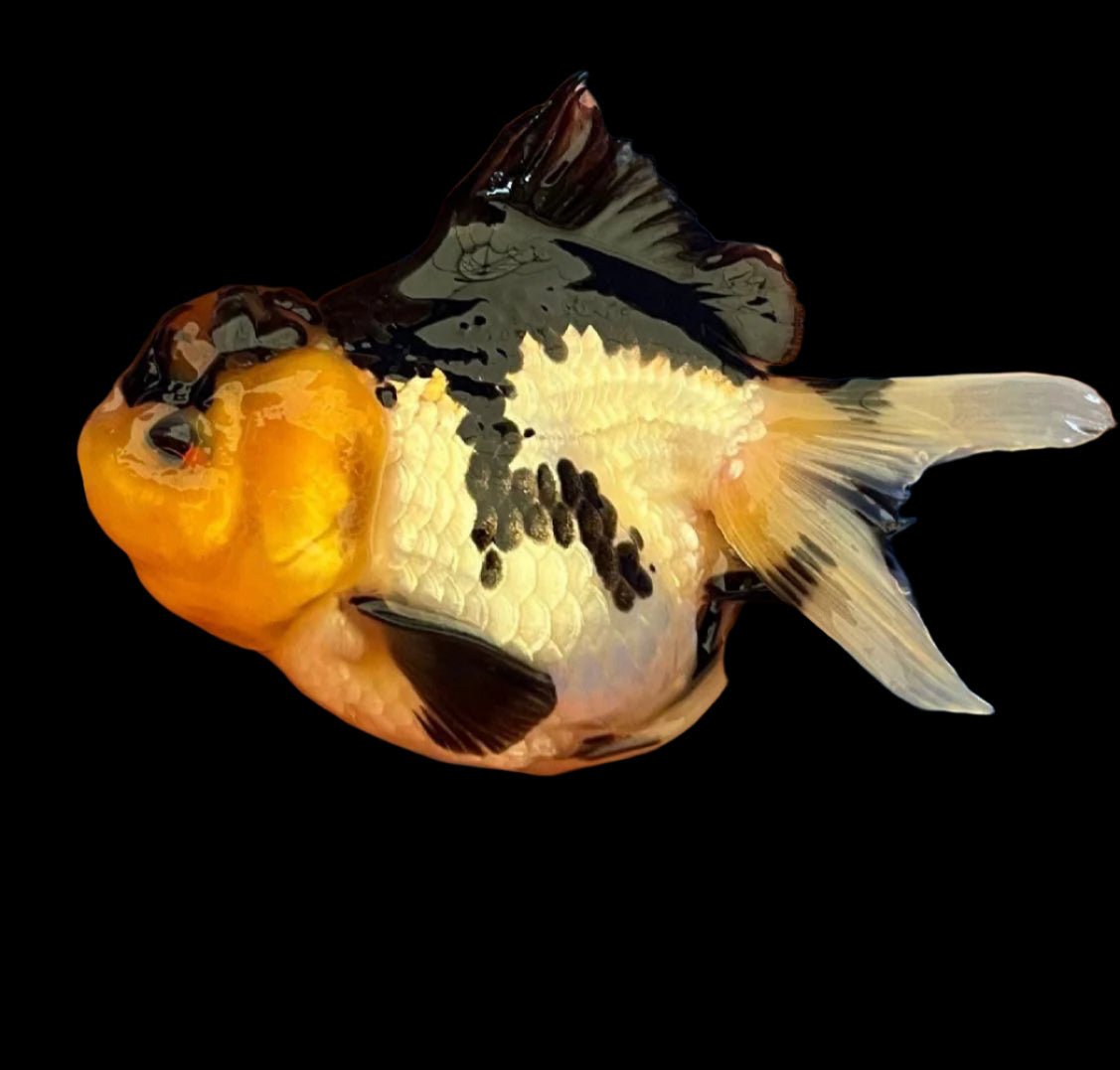 Panda Oranda 10-12cm GRADE A