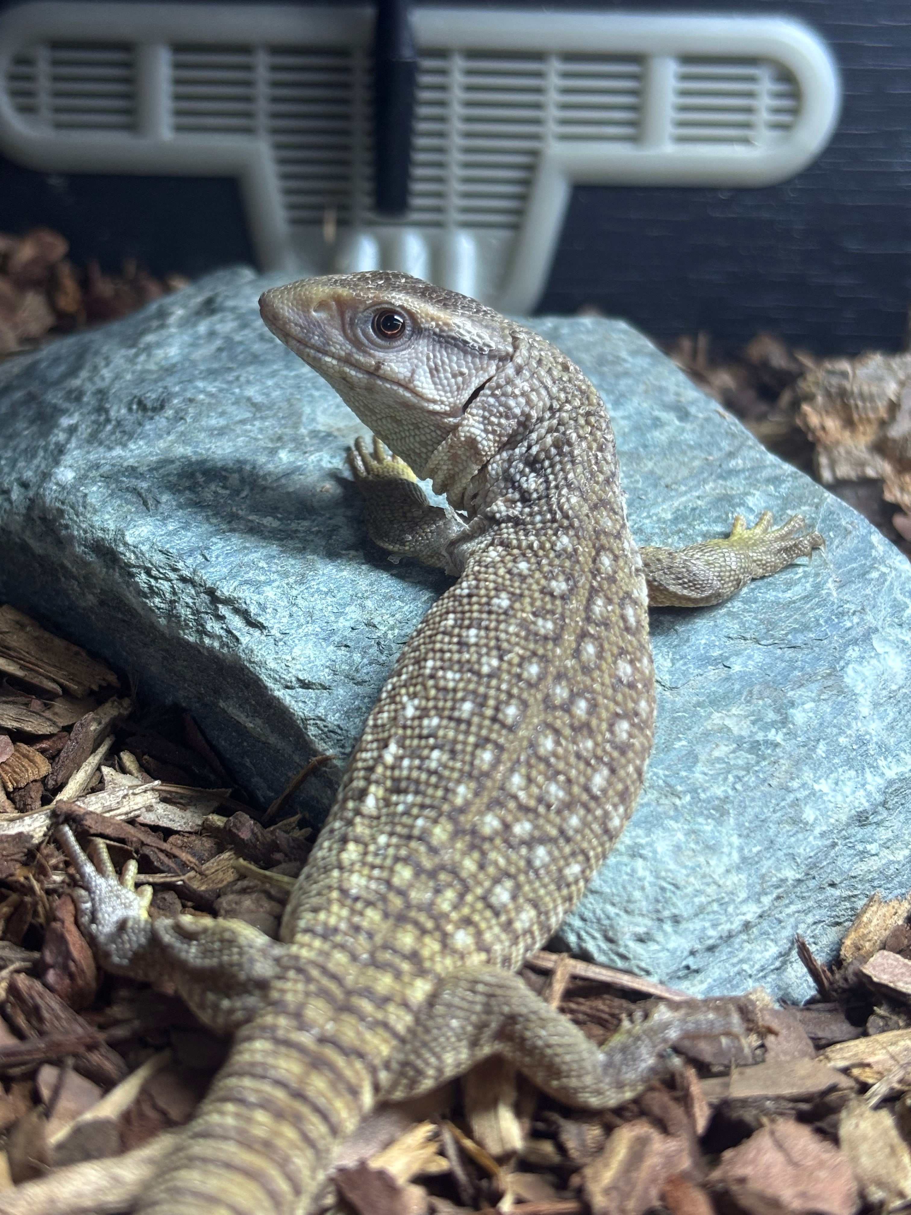 CB26 Bosc monitor