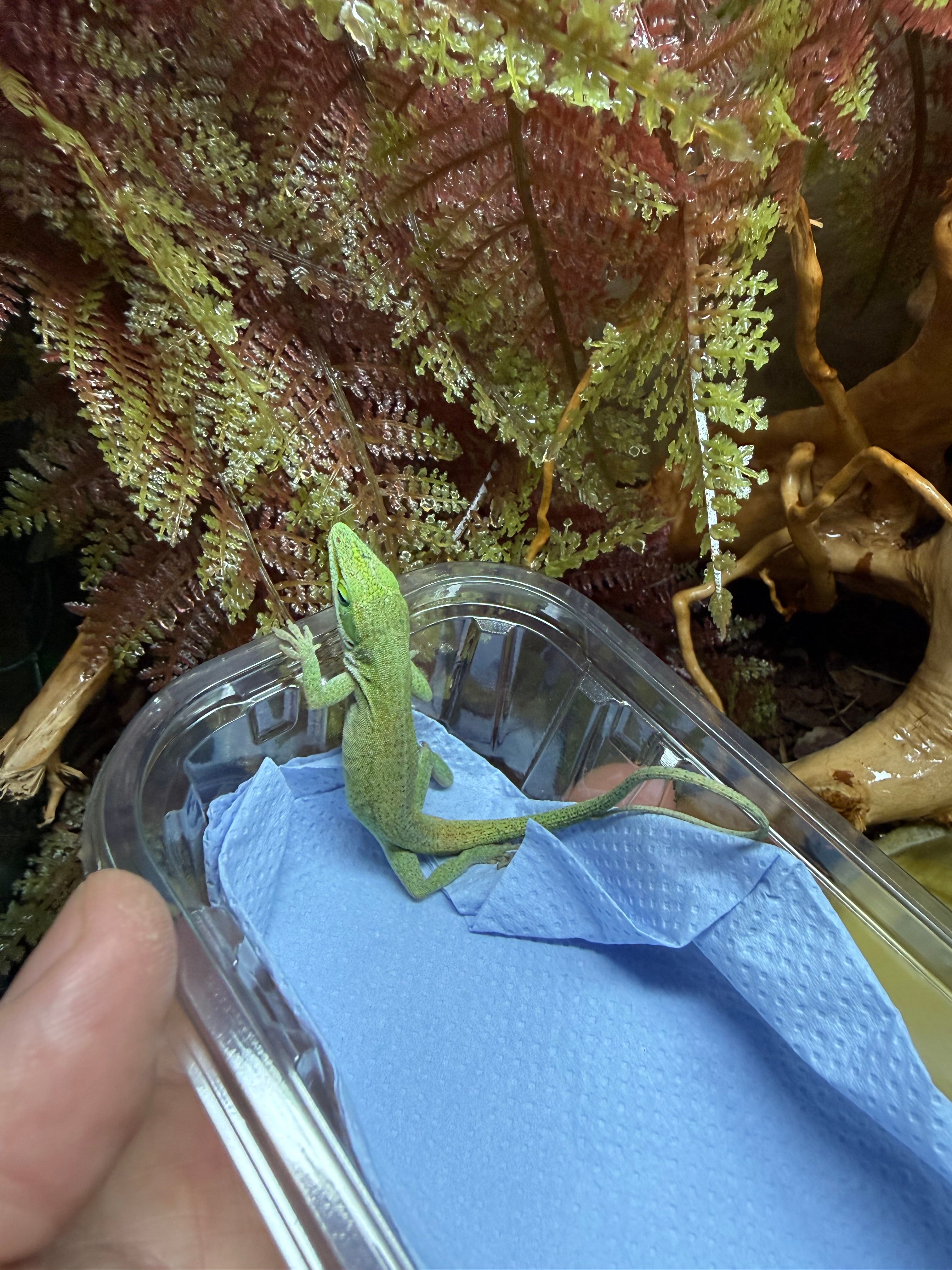 Green Anole WC