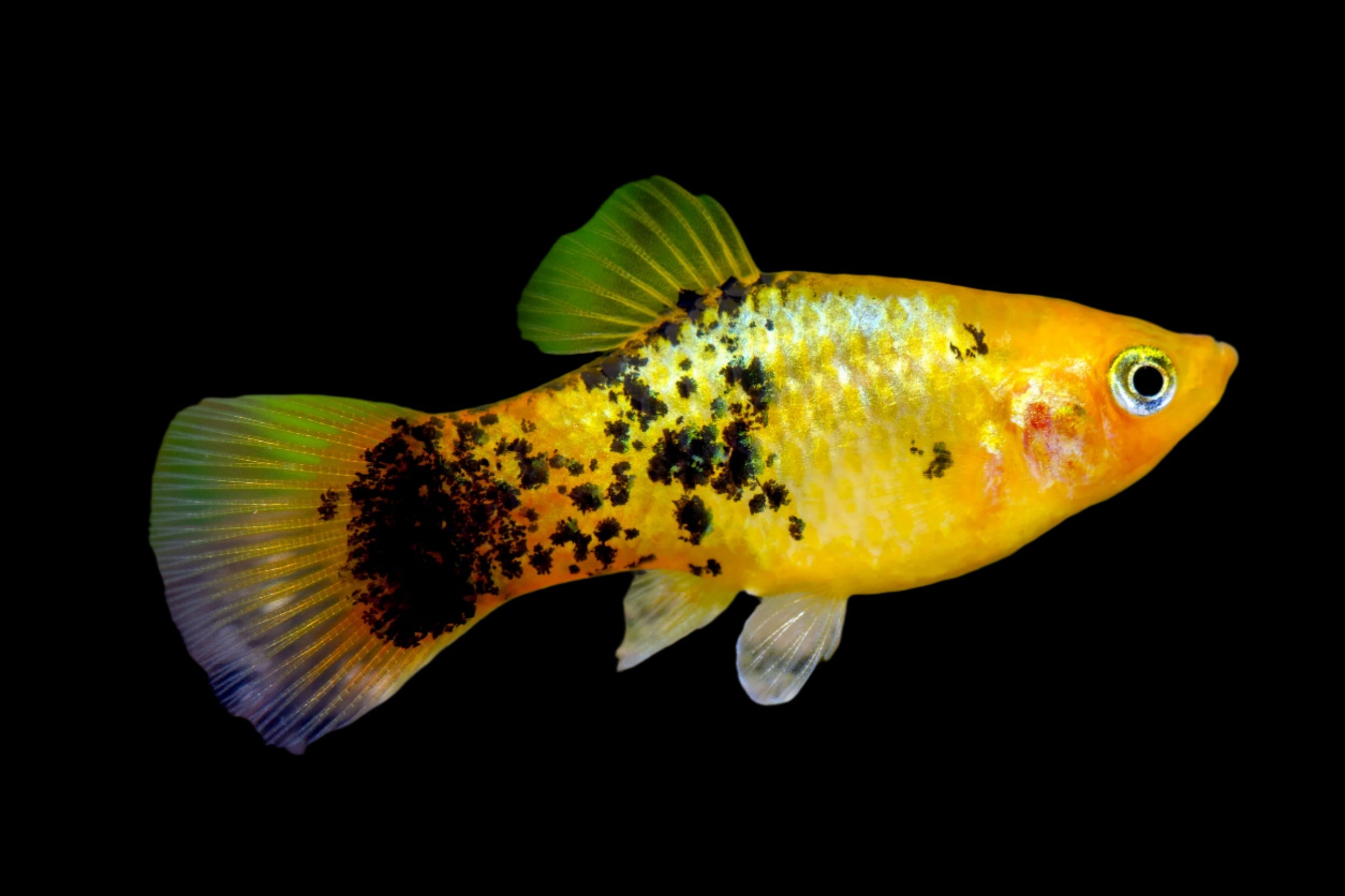 Golden Calico Platy 3.5cm - Tropical Supplies North East