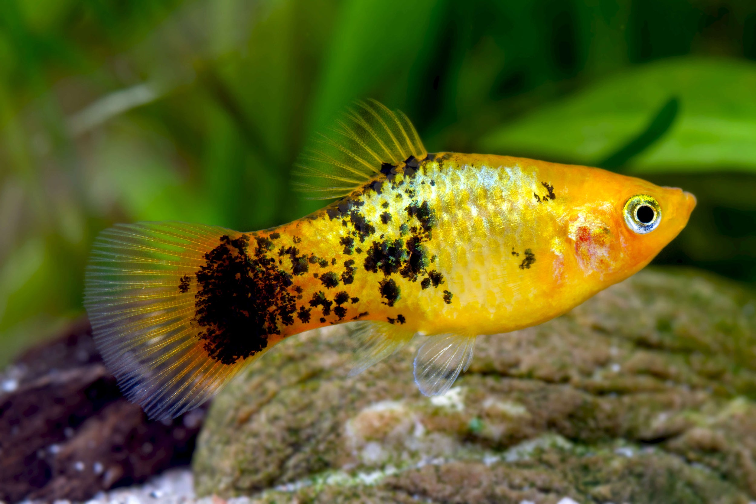 Golden Calico Platy 3.5cm - Tropical Supplies North East