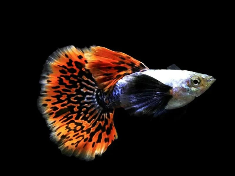 Assorted Dumbo Male Guppy 3cm livebearer