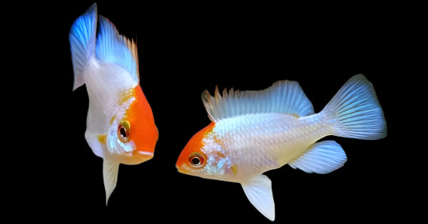 Orange Head Electric Blue Ram XL 6cm - Tropical Supplies North East