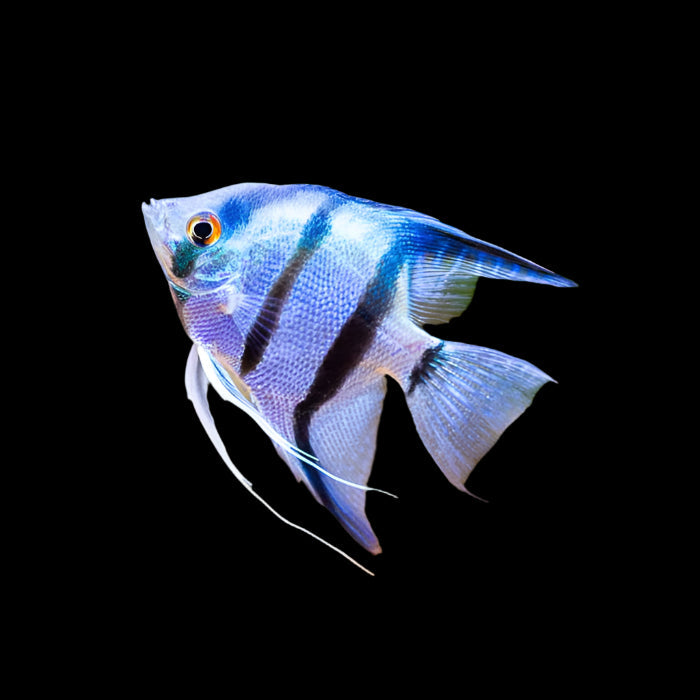 fish tank accessories amazon uk Amazon Blue Angelfish 4-5cm