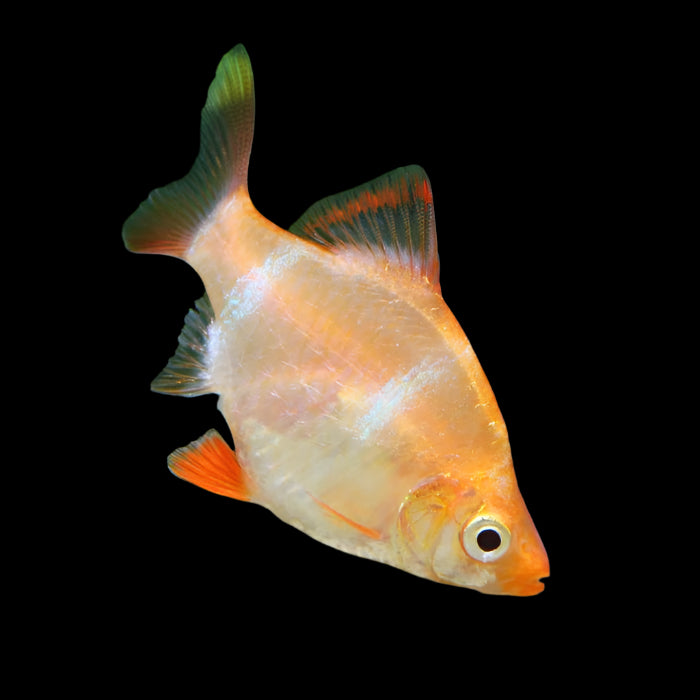 Albino Tiger Barb 3cm - Tropical Supplies North East