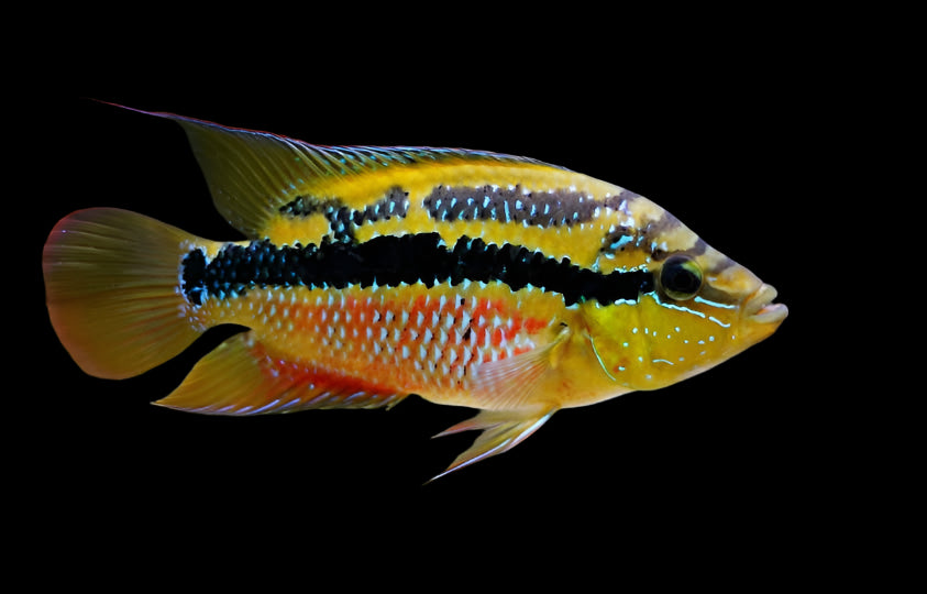 Salvini Cichlid 4-5cm