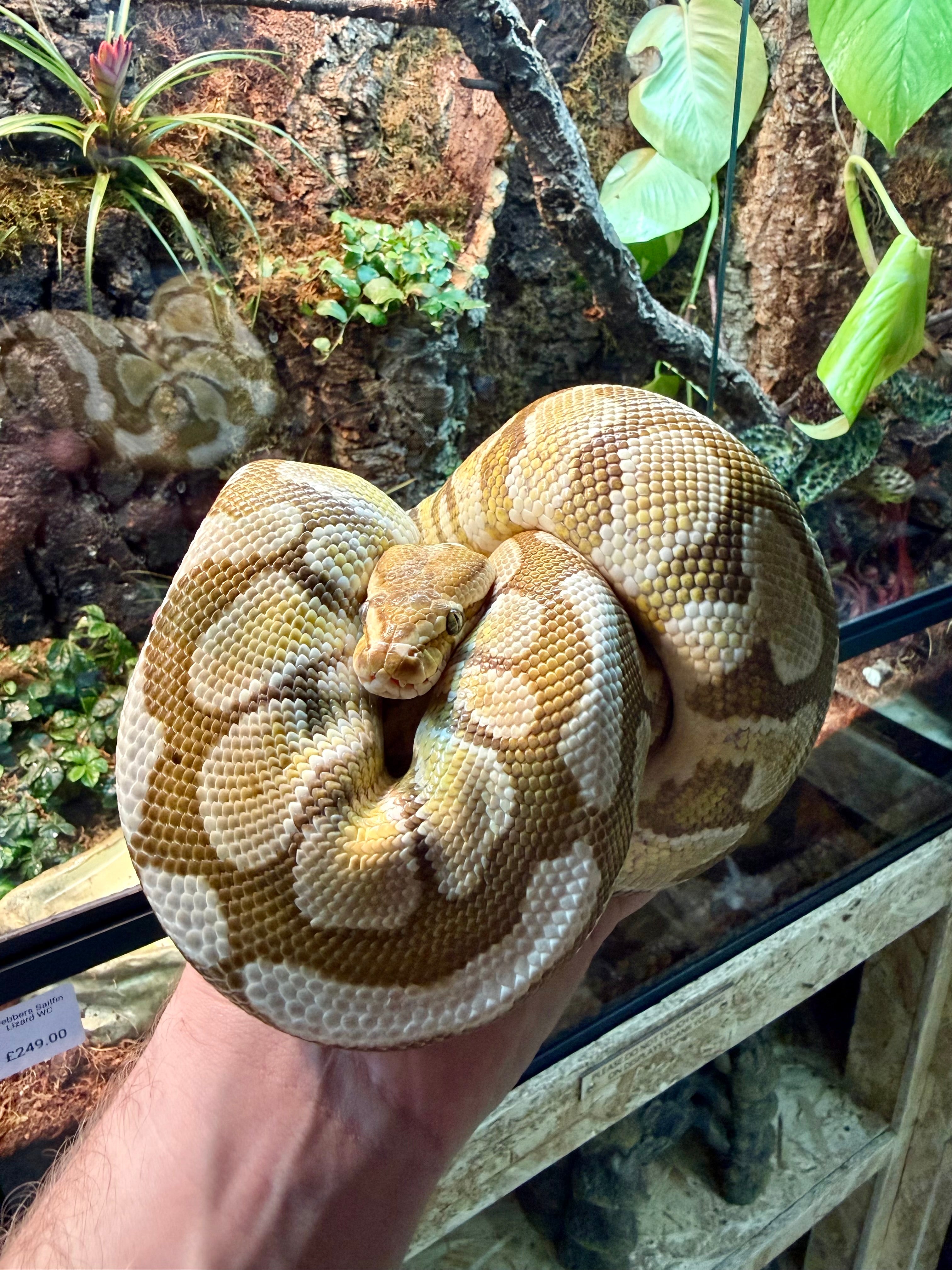 Lesser Spot Nose Python CB24 - Female