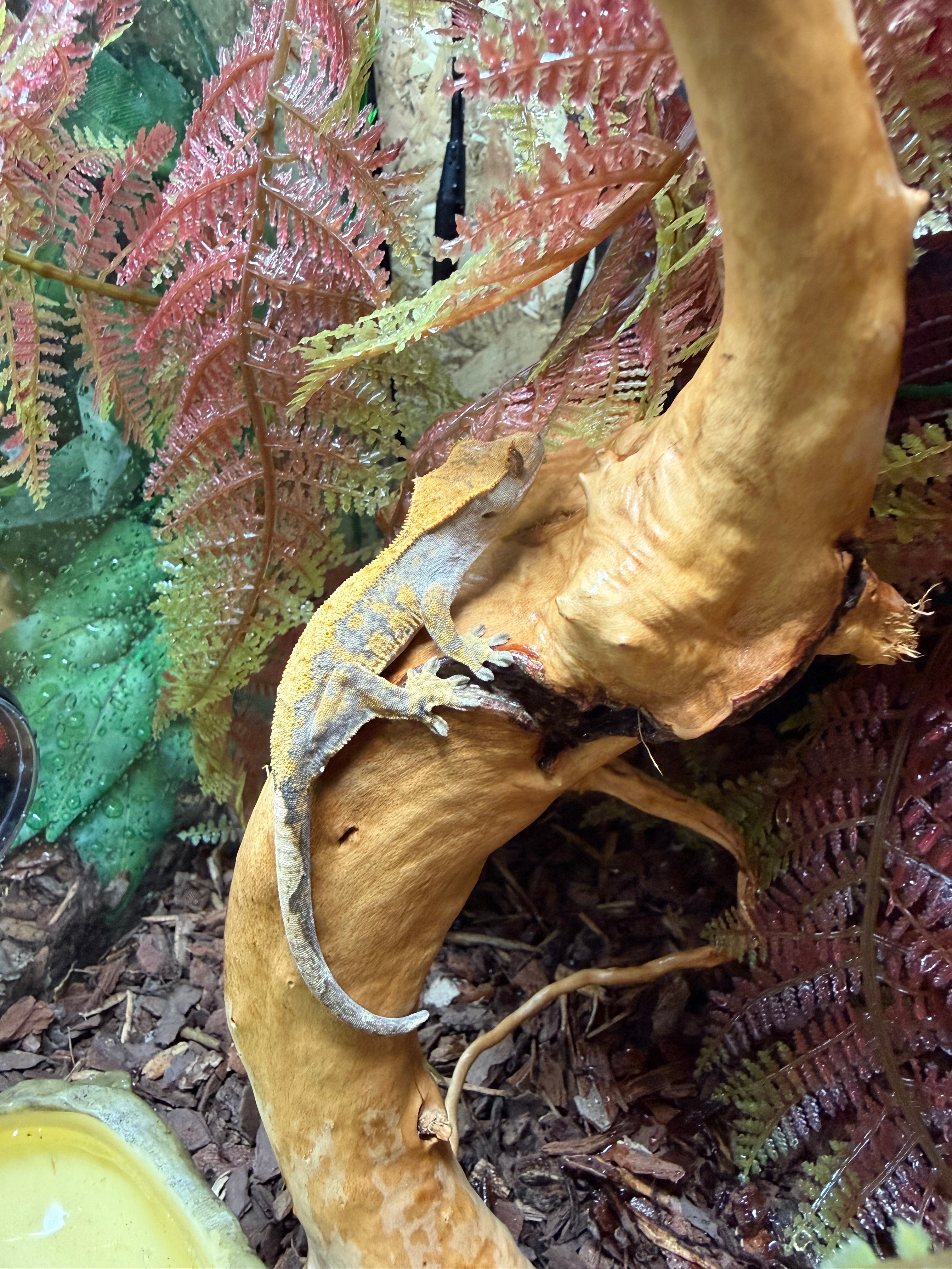 Harlequin Crested Gecko CB