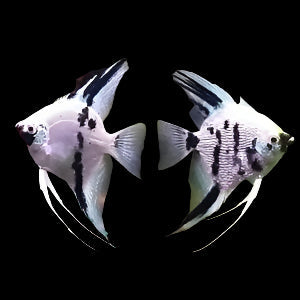 Platinum Panda Angelfish 4cm - Tropical Supplies North East