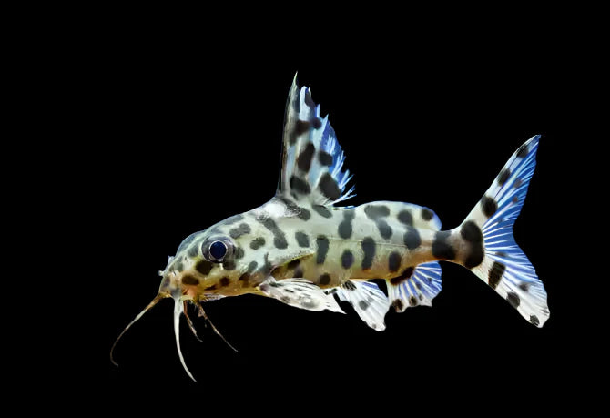 Synodontis Valentiana 6-7cm catfish
