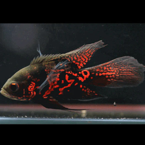 Long Fin Black Red Tiger Oscar 3-4cm