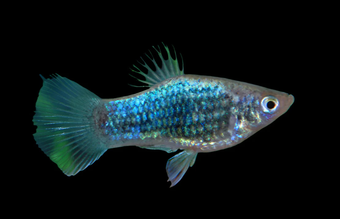 Tuxedo Neon Blue Platy 3.5cm - Tropical Supplies North East