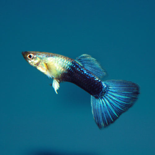 Turquoise Bluetail Male Guppy 3.5cm - Tropical Supplies North East