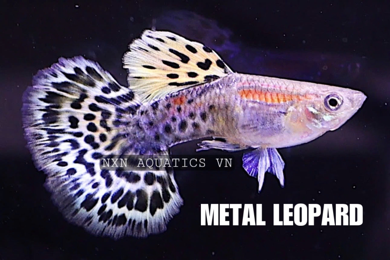 Metal Leopard Guppy Pair 3-4cm