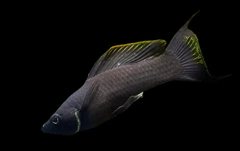 Black Lyretail Molly 4cm livebearer