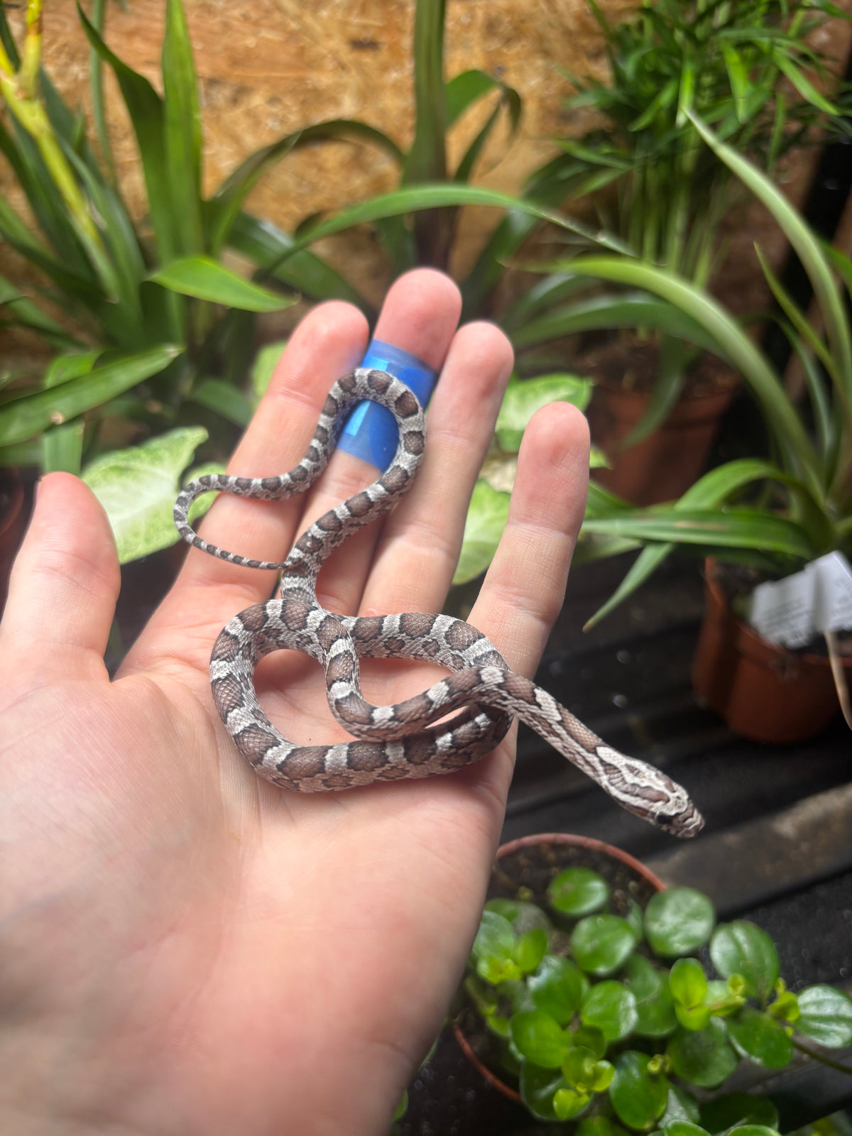 Anery Corn Snake CB26