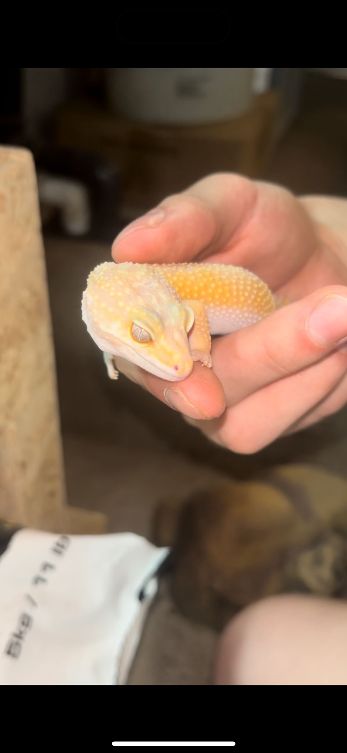 Hypo Albino Leopard Gecko