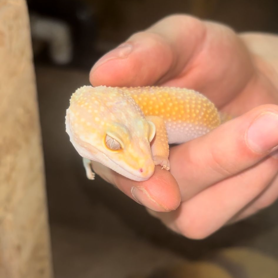 Hypo Albino Leopard Gecko CB26