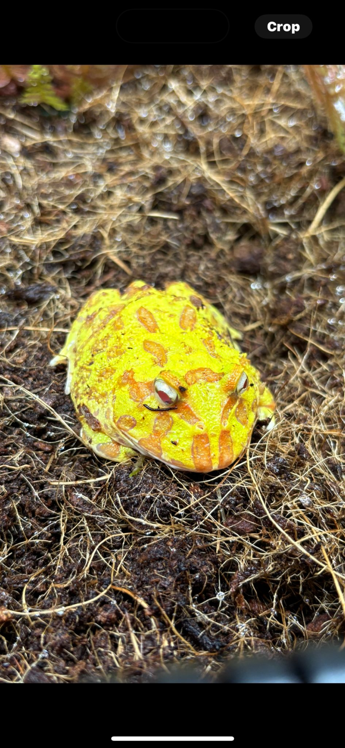 Albino Argentinian Horned Frog