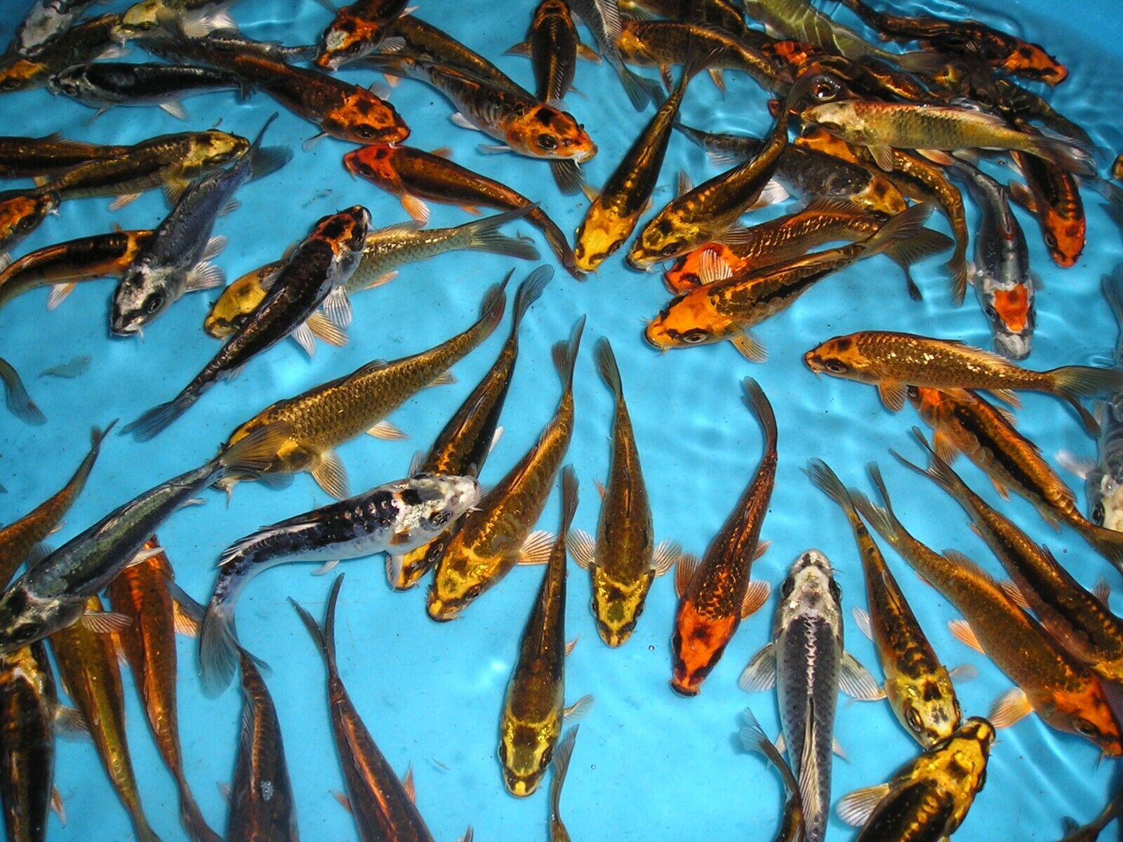 Assorted Ghost Koi 4-5"