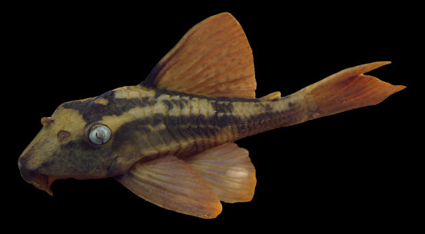 Rusty Pleco L310 5"+