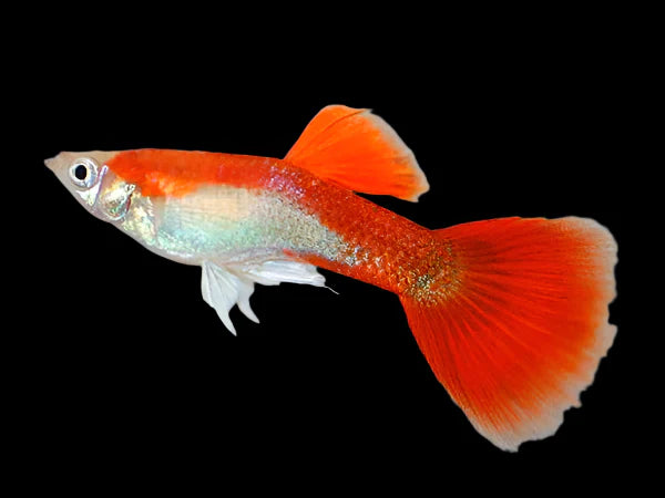 Red Blonde Male Guppy 3-4cm livebearer