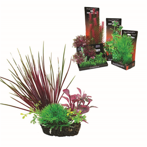 Hugo Boxed Plant Mix 4 15Cm - Tropical Supplies North East