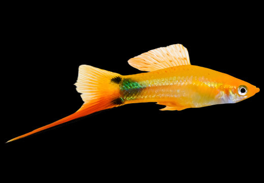 Golden Mickey Mouse Swordtail 4.5cm - Tropical Supplies North East