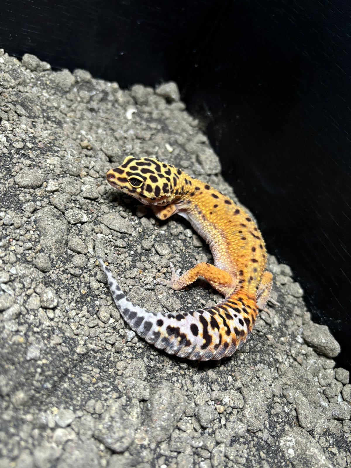 Beans Clown NKF Leopard Gecko CB23 Female