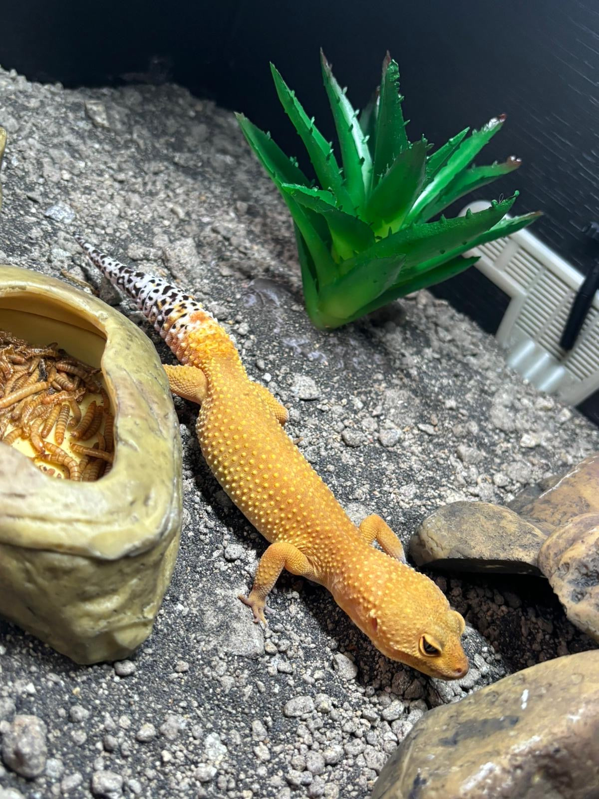 SHCT Tangerine Leopard Gecko CB23 Female