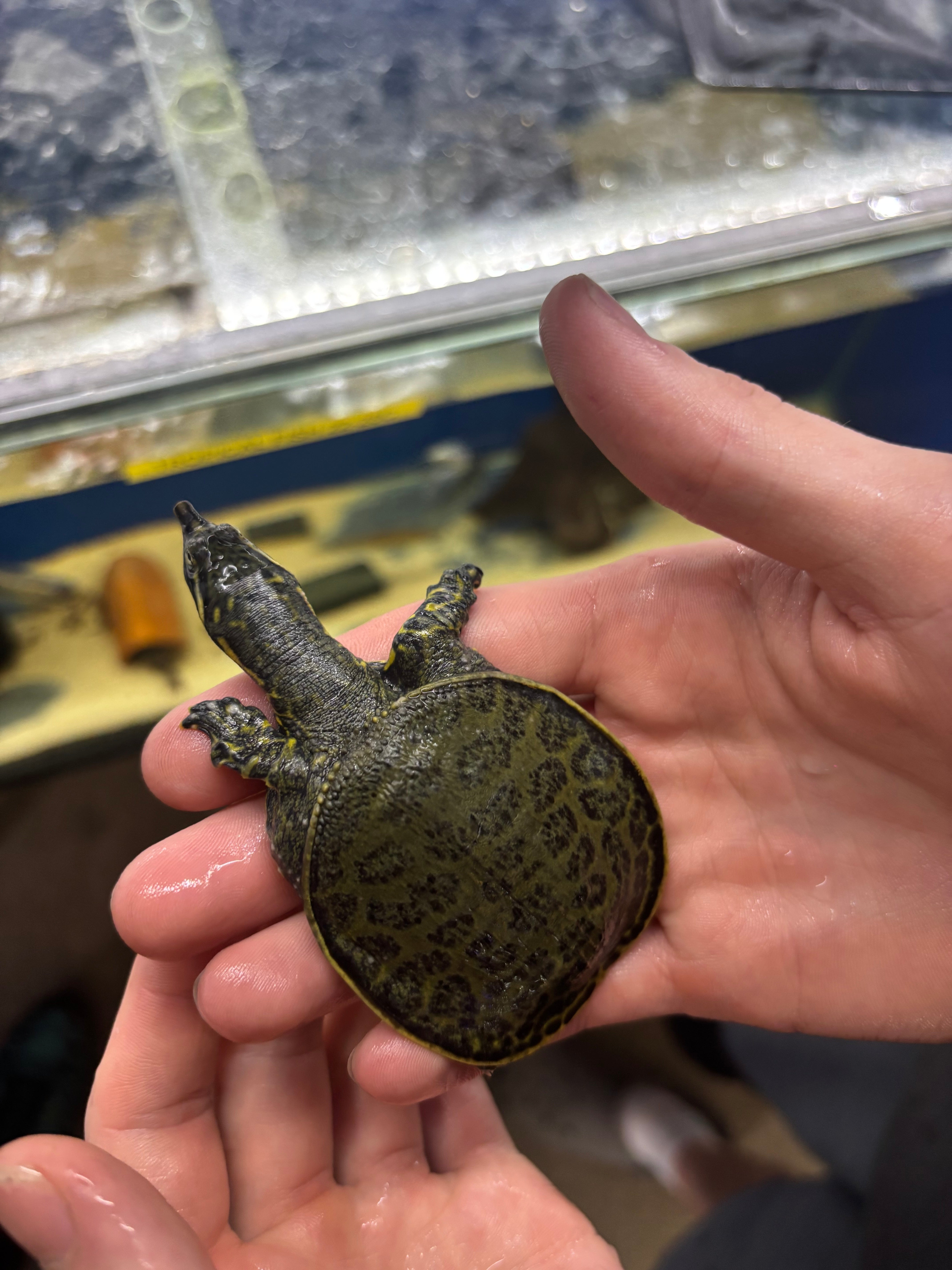Florida Softshell Turtle 7cm
