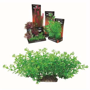 Hugo Boxed Plant Mix 1 20Cm - Tropical Supplies North East