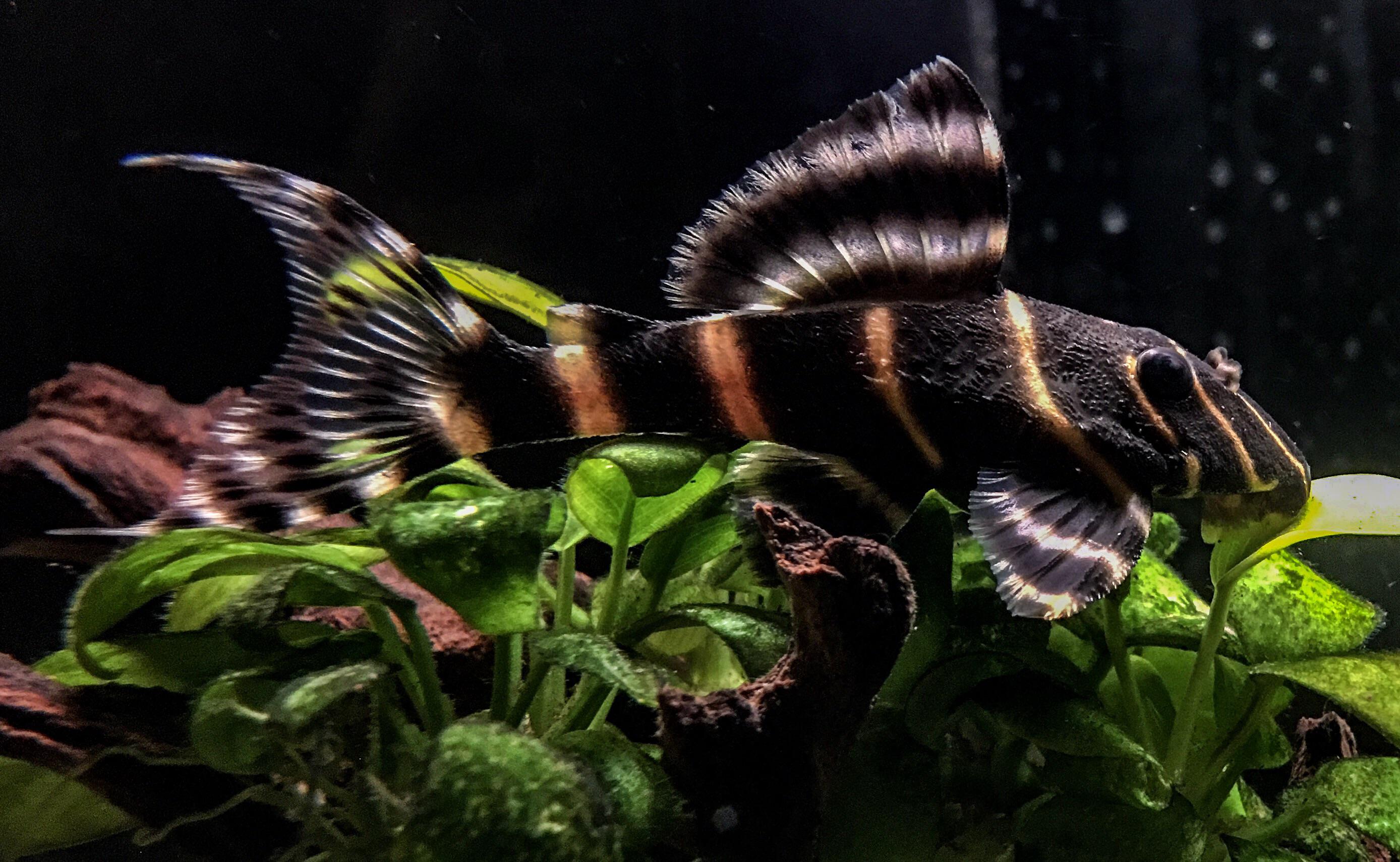 L204 Flash Pleco 6-7cm