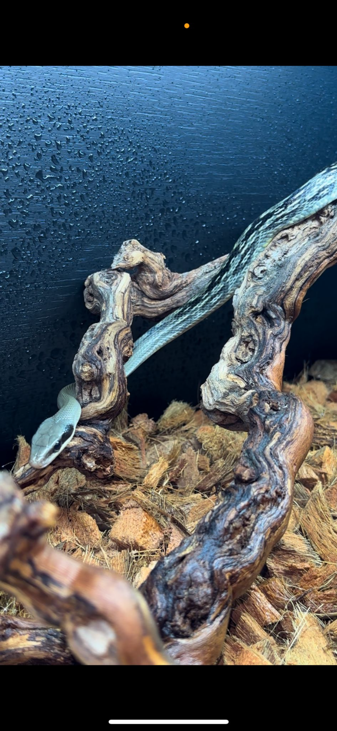 CB Vietnamese Blue Beauty Snake