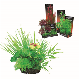 Hugo Boxed Plant Mix 3 15Cm - Tropical Supplies North East