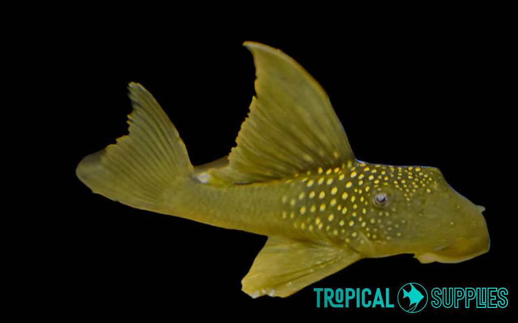 Green Phantom L200 Jumbo 22cm+ - Tropical Supplies North East