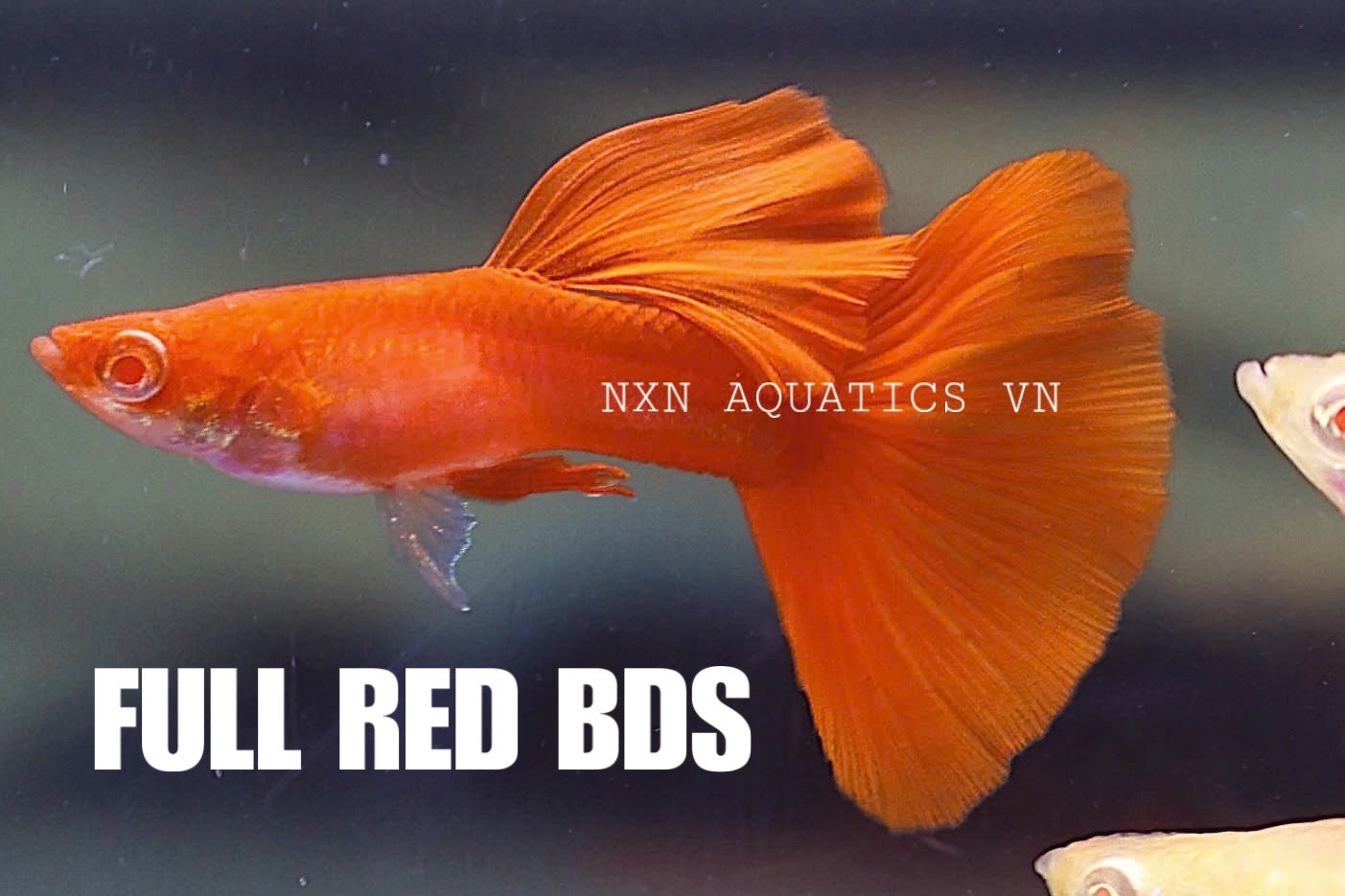 Full Red BDS Guppy Pair 3-4cm