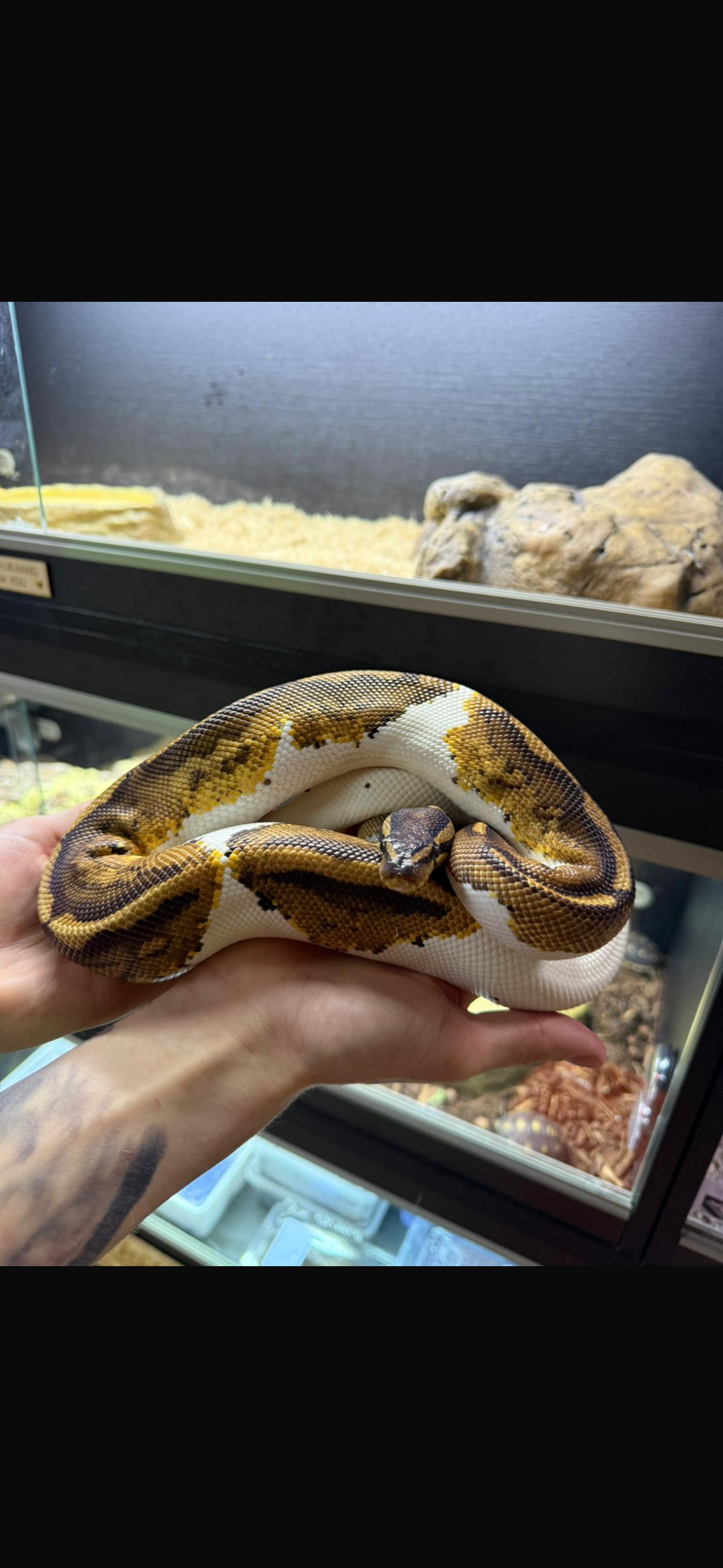Pied Royal Python CB24