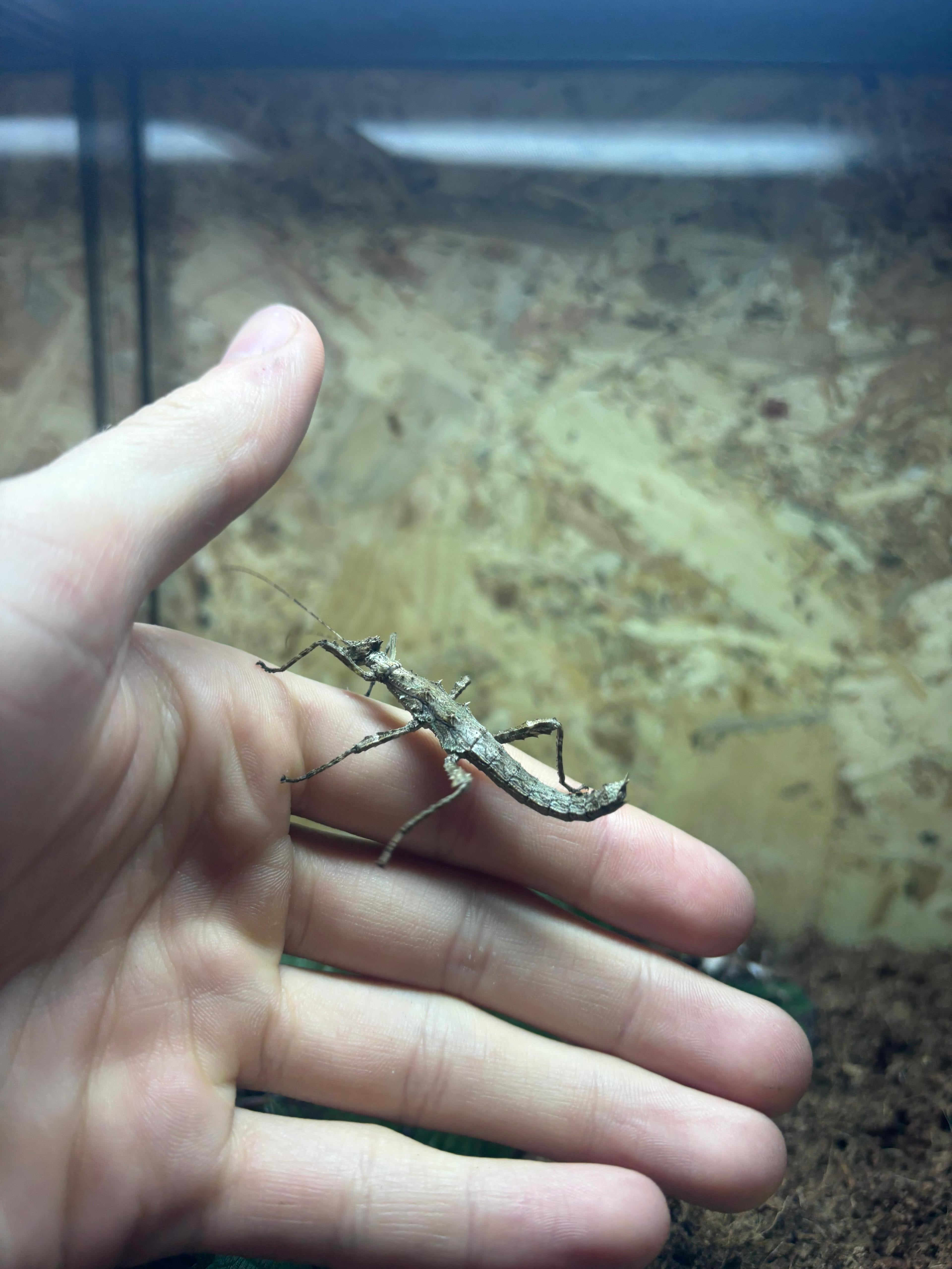 Sunny Stick Insect CB