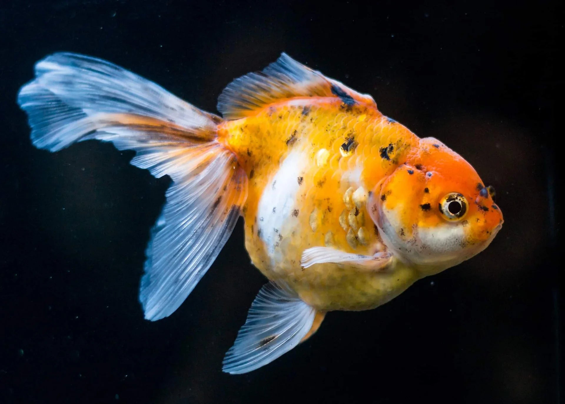Calico Oranda 2-3’’ fancy