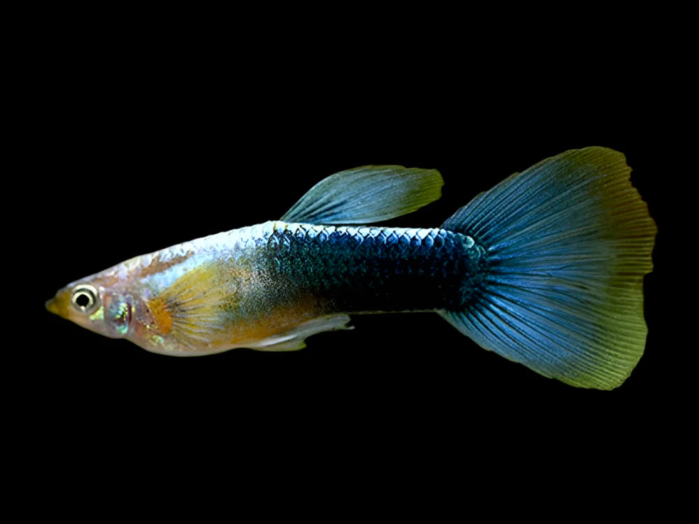 Neon Blue Male Guppy 3cm livebearer