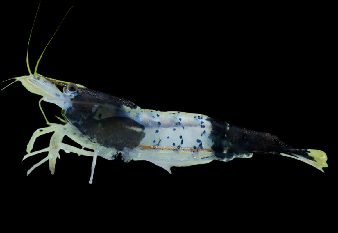 Black Carbon Rili Shrimp 0.8-1cm shrimp