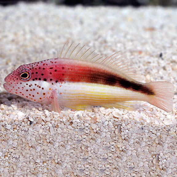 Freckled Hawkfish MED