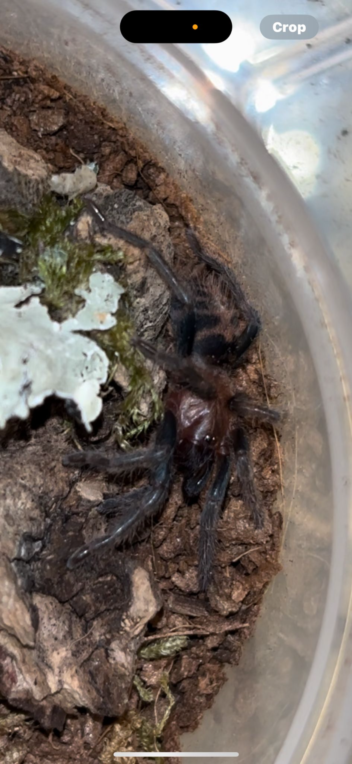 Guatemalan Tiger Rump Tarantula