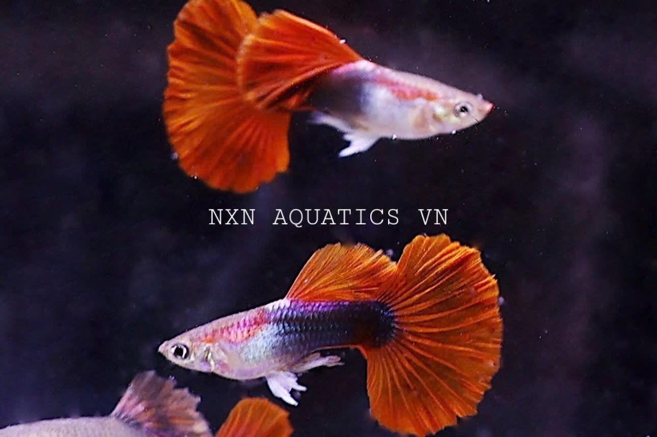 HB Red Rose Pair 3-4cm