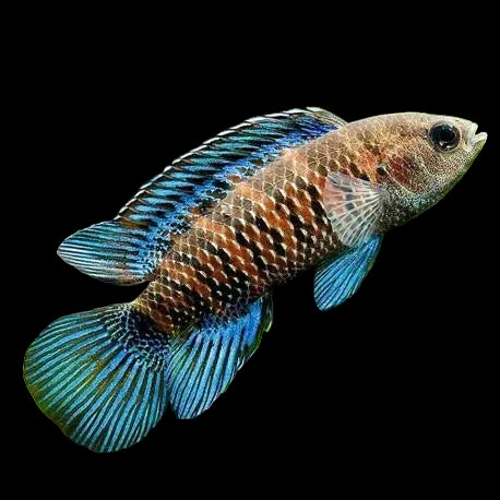 Badis Badis 4-5cm