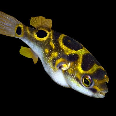 Figure 8 Puffer Fish 6cm